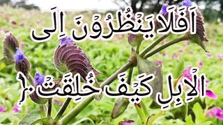 تلاوت القرآن
