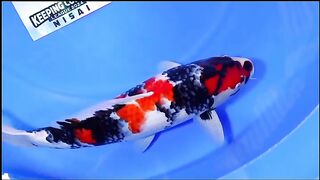 Koi fish 7