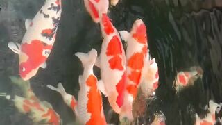 Koi fish 8