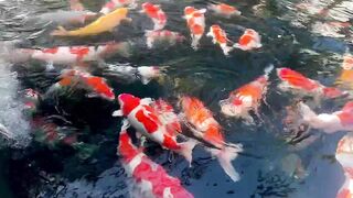 Koi fish 9