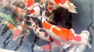 Koi fish 10