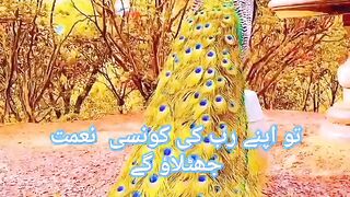 Surah :55 (Al-Rehman) Aayat:75-78  @VersesofWisdom-3334