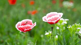 Beautiful flower 16