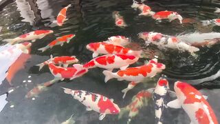 Koi fish 11