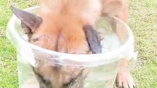 This dog has a fantastic ability to breathe in water.