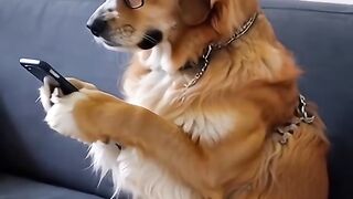 #animals #dog #doglover #pet #pets