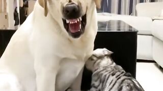 Various games between cats and dogs.