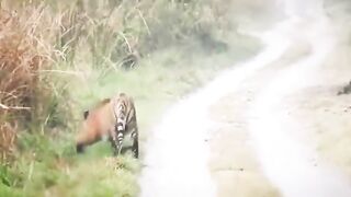 Tiger stopped and waited until the elephants crossed the road.