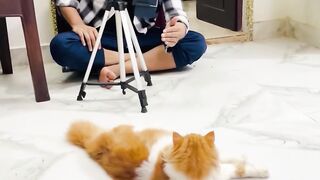 badhiya_photo????????_ funny video#youtubeshorts_#catcomedy_#catvideo