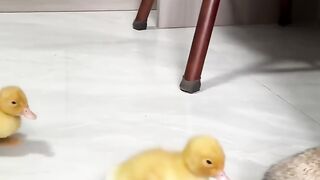 It_s_warm_for_????????????the_kitten_to_hug_the_duckling_and_sleep.__Click_to_watch_the_full_version_