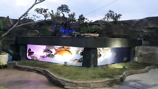 Koi lovers