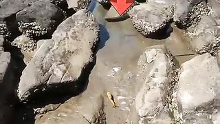 A_happy_ending_-_Watch_the_inspiring_rescue_of_these_stingray_fish_????_#shorts(480p).