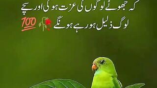 حضرت علی فرماتے ہیں