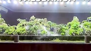 Aquascape 14