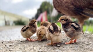 Chicken looking for food