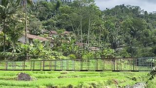 View with rice fields and river in the background