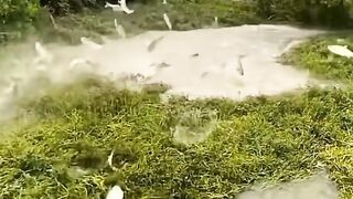 River fish are abundant where I live