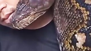 My pet snake since I was little, which has always accompanied me all this time, is now quite large.