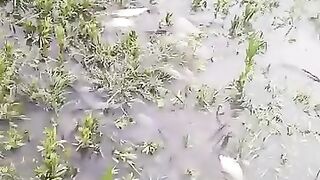 Hunt fish in the swamp where the water is receding.