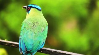 Exotic Animal  Compilations