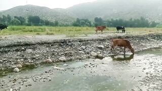 Zabrdast viwe