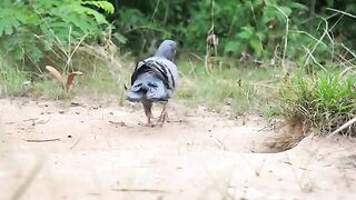 Easy_Underground_Pigeon_Trap_Using_Paper_And_Can__How_To_Make_Bird_Trap(360p).