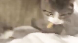 Cats Being Cats #funnycats #laughoutloud  #catvideos.
