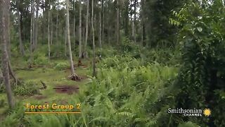 Orangutans Need to Learn to Fear Snakes.