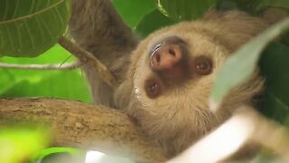 sloth.