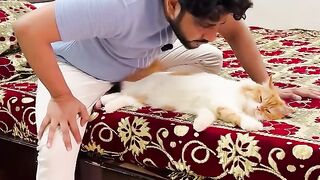????????????????billu_se_liya_badla_tamacha_ka_part_1-#catcomedy_#catvideo_#cat_#cats_#