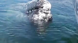 This whale has built up years of trust with this boat captain at the calving lagoon of Ojo de Liebre to remove lice from it’s head.