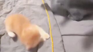 Cats love????#viral #foryou #lover #Love #couples #cats #GameTok #foryoupage