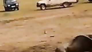 Lion vs Lioness Hunting