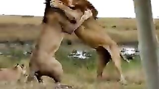 Two lines fight