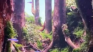 Planted aquarium