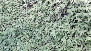 Nature10