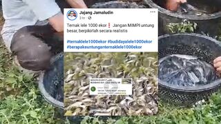 Ternak lele 1000 ekor❗Katanya susah masarin, susah jual, BENAR atau TIDAK❓