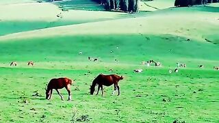 294,status,status video,status song,status 2
