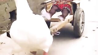 Funny duck with cute baby