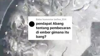 BUDIDAMBER budidaya ikan diember, ini pendapatku, mana pendapat mu❓