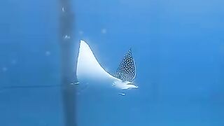 Ocean life 4