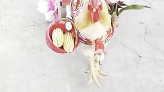 The chicken married again and had children #married #children