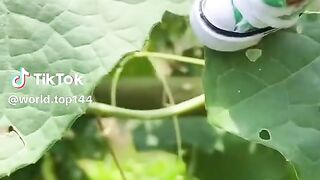 videos 123