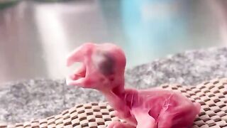 Parrot growth