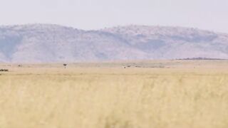 Savanna version - Zebra.