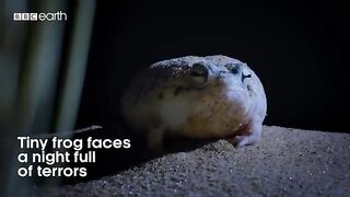 Tiny Frog Faces Night Full Of Terrors _ Eden_ Untamed Planet _ BBC Earth.