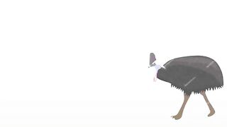 shoebill vs cassowary.
