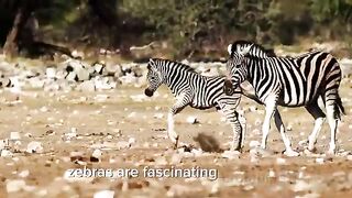 Zebra The Living Painting of the Savanna.