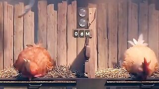 Ayam petelor