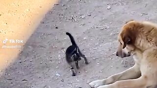 brave kitten 2
